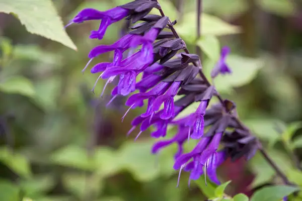 Salvia Amistad