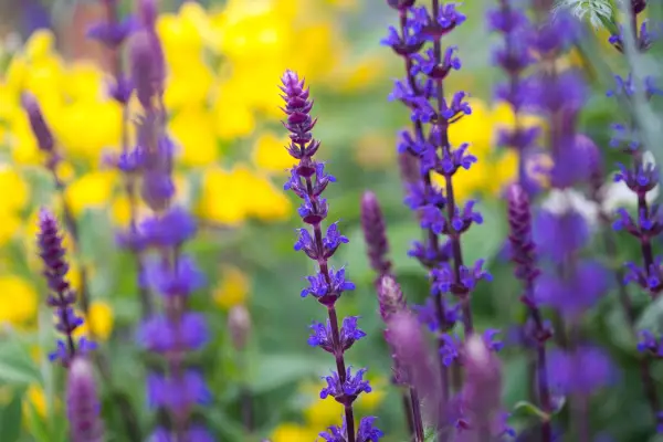 Salvia nemorosa Caradonna