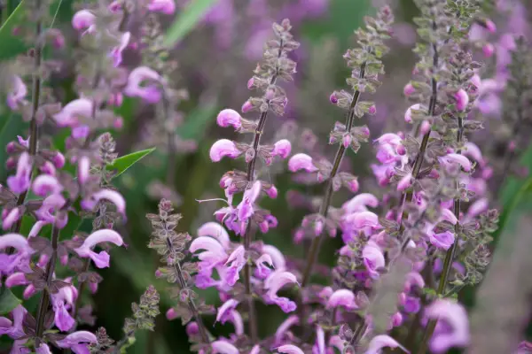Salvia 