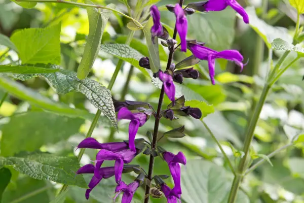 Salvia 