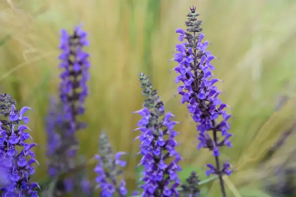 Salvia x sylvestris 