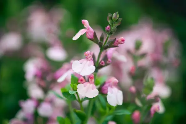 Salvia x jamensis Sierra San Antonio