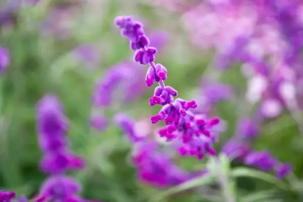 Salvia leucantha Purple Velvet