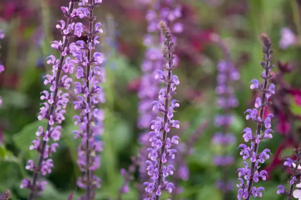 Salvia Serenade
