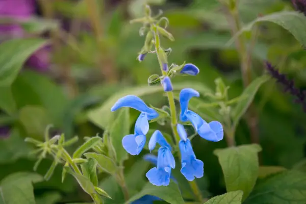 Salvia patens Cambridge Blue