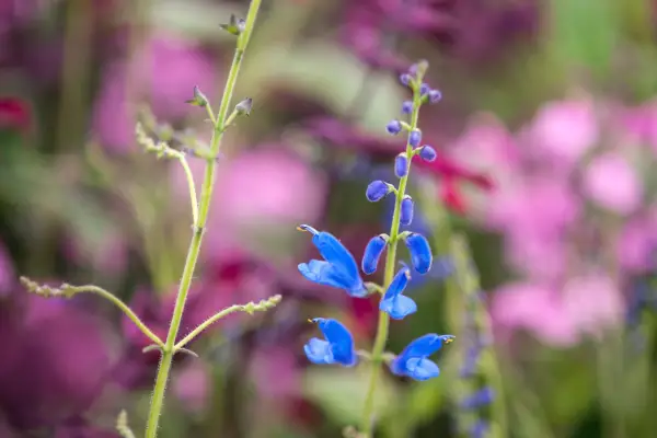 Salvia cacaliifolia