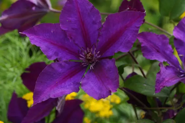 Clematis Gipsy Queen
