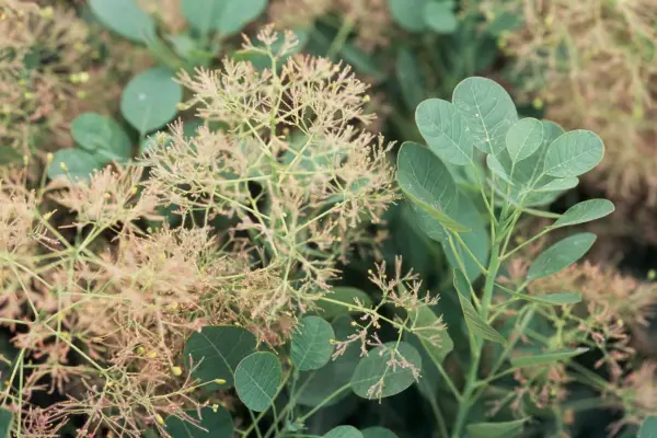 Cotinus Cogggria 'Young Lady'