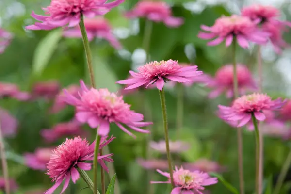 Echinacea 'Southern Belle'