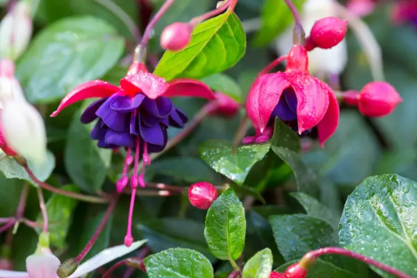 Fucsia Principessa del dollaro