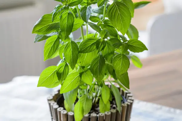 Lemon basil