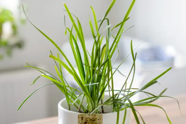 Chinese chives