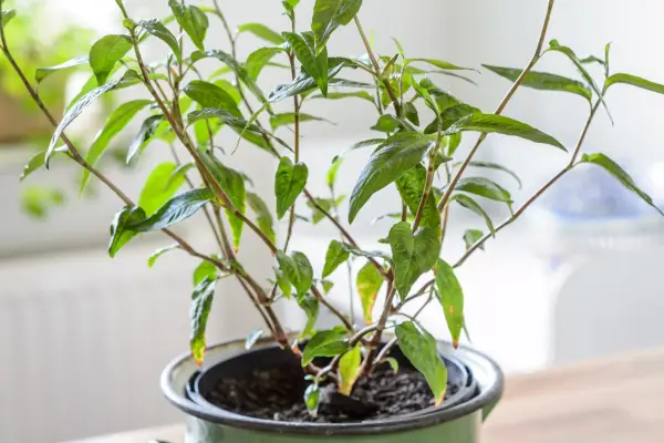 Vietnamese coriander