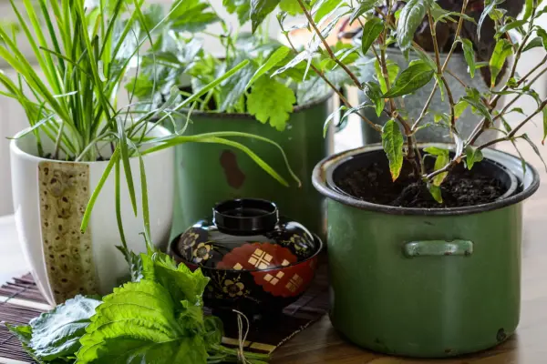 Ervas para pratos chineses, japoneses e do sudeste asiático