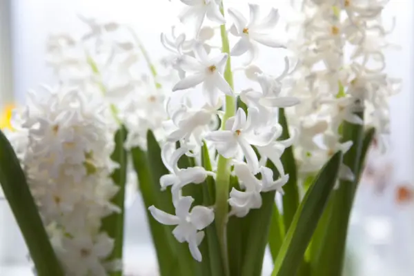 Orientale blu Carnegie