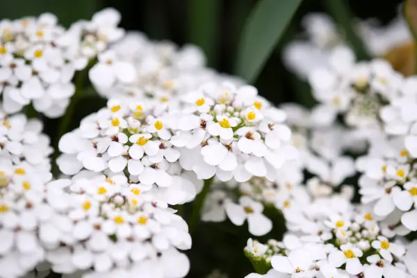 „Capodopera” Iberis