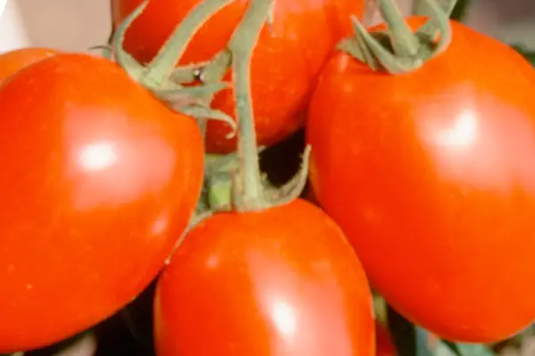 Lycopersicon esculentum „Veronica”