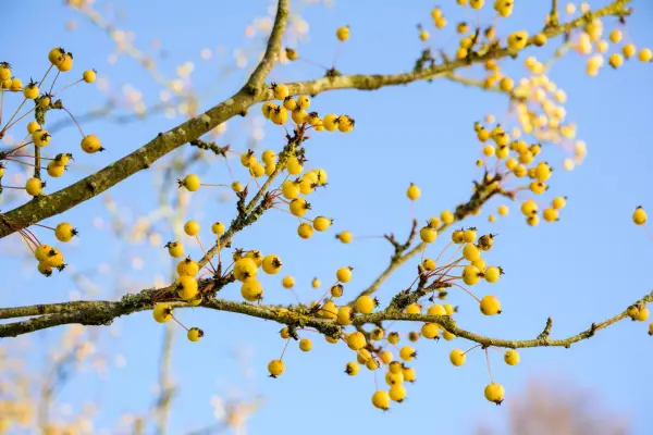 Malus 'Winter Gold'