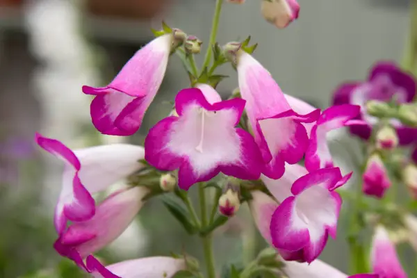 Penstemon 'Laura'