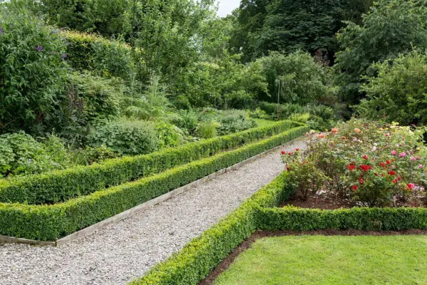 Box (Buxus) hedging