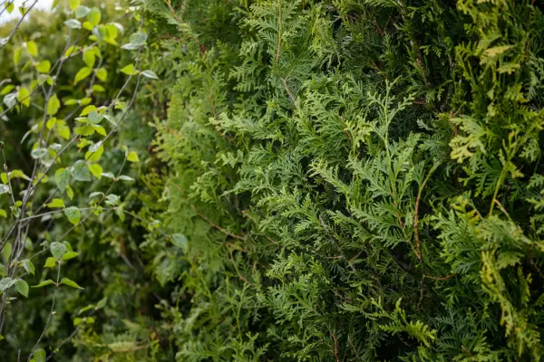 Thuja plicata hedge