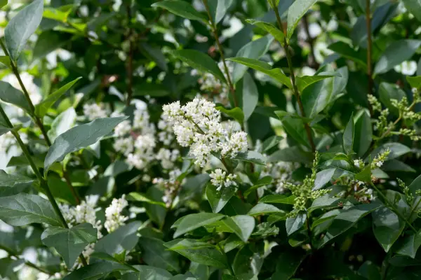 Ligustrum vulgare