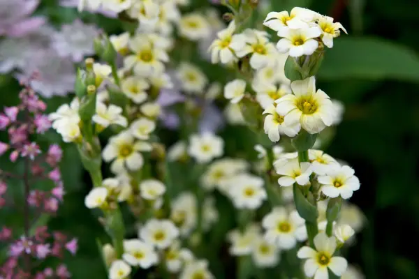 Sisyrinchium striatum