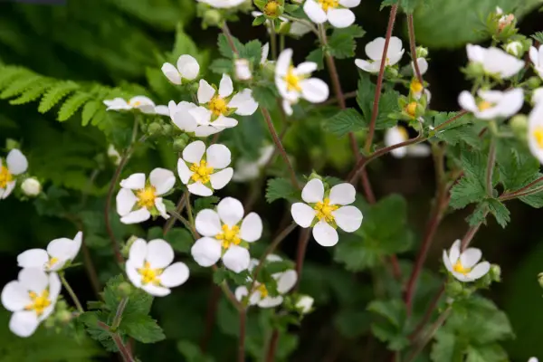 Potentilla dreaptă „Alba”
