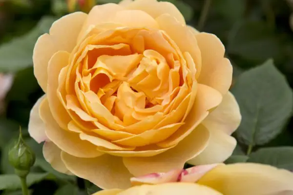 Rosa 'Golden Celebration'