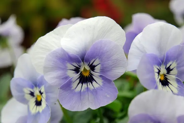 Viola 'Sorbet Marina'