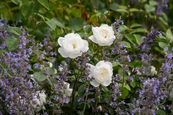 What to grow with roses - nepeta