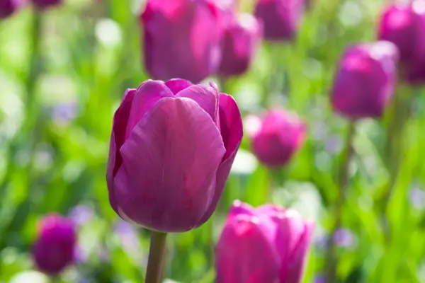 Purple tulips