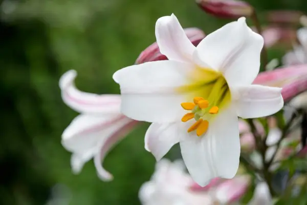 Lilium regale