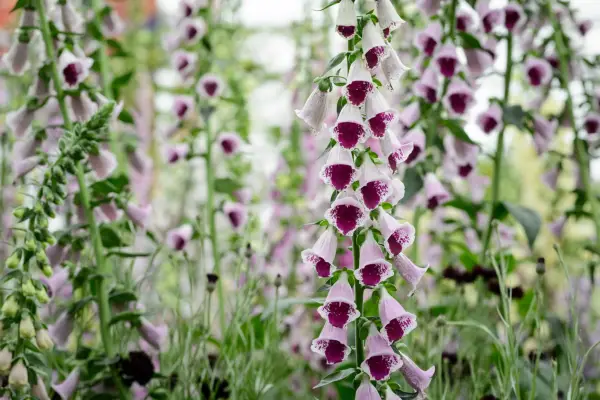 Foxgloves
