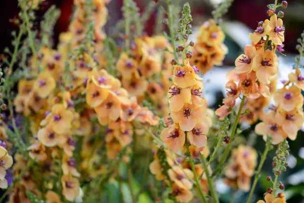 Verbascum 
