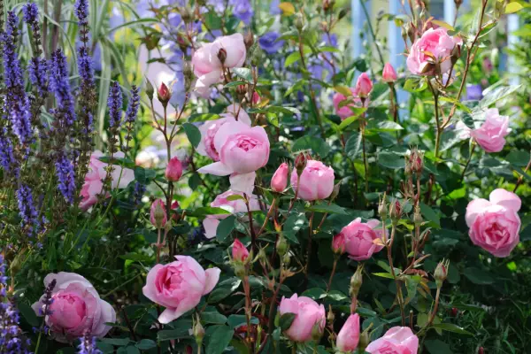 Pink roses planted with purple salvias