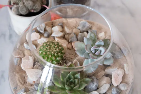 Cacti and echeveria in an open bowl