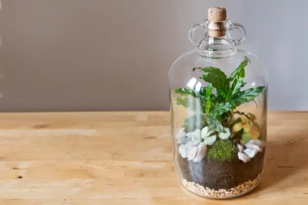Terrarium ideas - calathea, fittonia and cushion moss in a sealed bottle