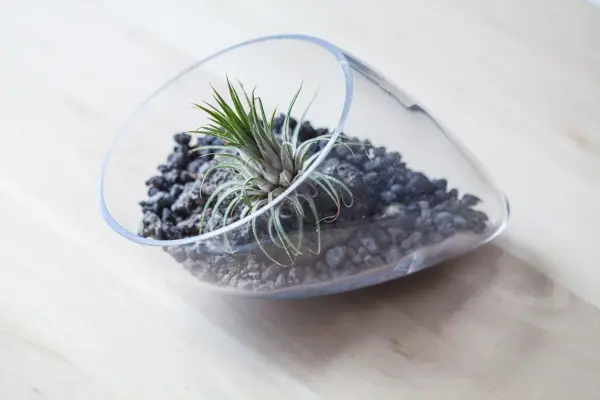 Glass vase terrarium. Credit: Getty Images
