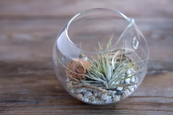 Sphere terrarium