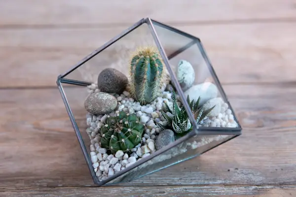 Mini desert terrarium