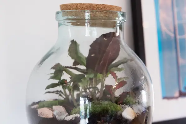 Terrarium ideas - calathea in a sealed bottle. Will and Madeleine Taylor