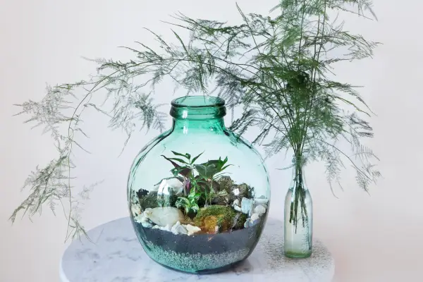 Terrarium ideas - house plants in a coloured bottle