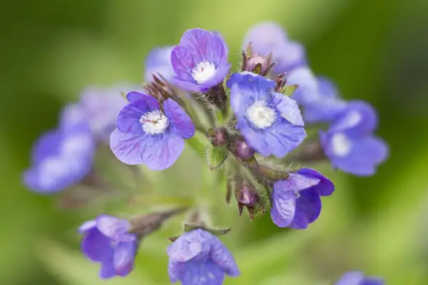 Anchusa Azure