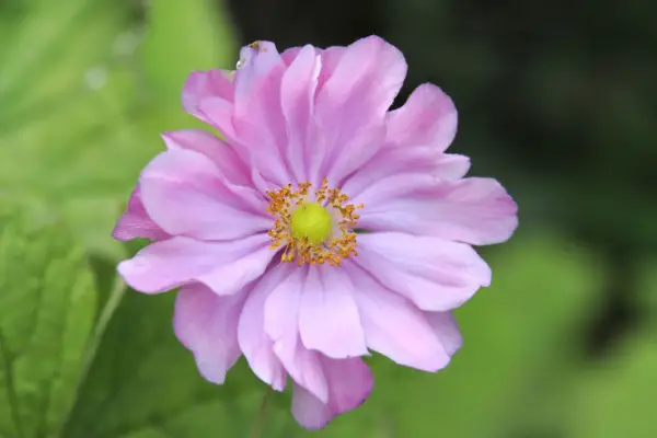 Anemone Hupeensis Var. `` Pamina '' japonais '