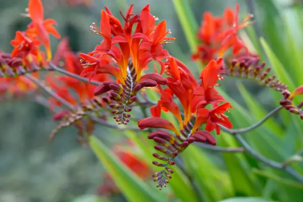 Bulbi a fiore d'autunno