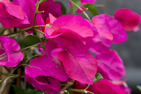 Bougainvillea 'vera'