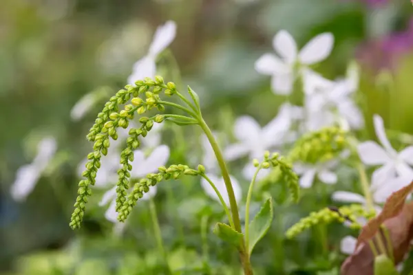 Chiastophyllum protichodný