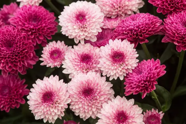 Chrysanthemum „Lollipop“