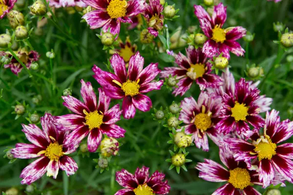 Coreopsis 'Lil Bang Starlight'